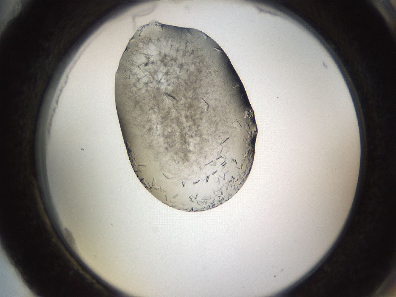folderID635_plateID2635_batchID13214_wellNum88_profileID1_d2_r210713_ef.jpg