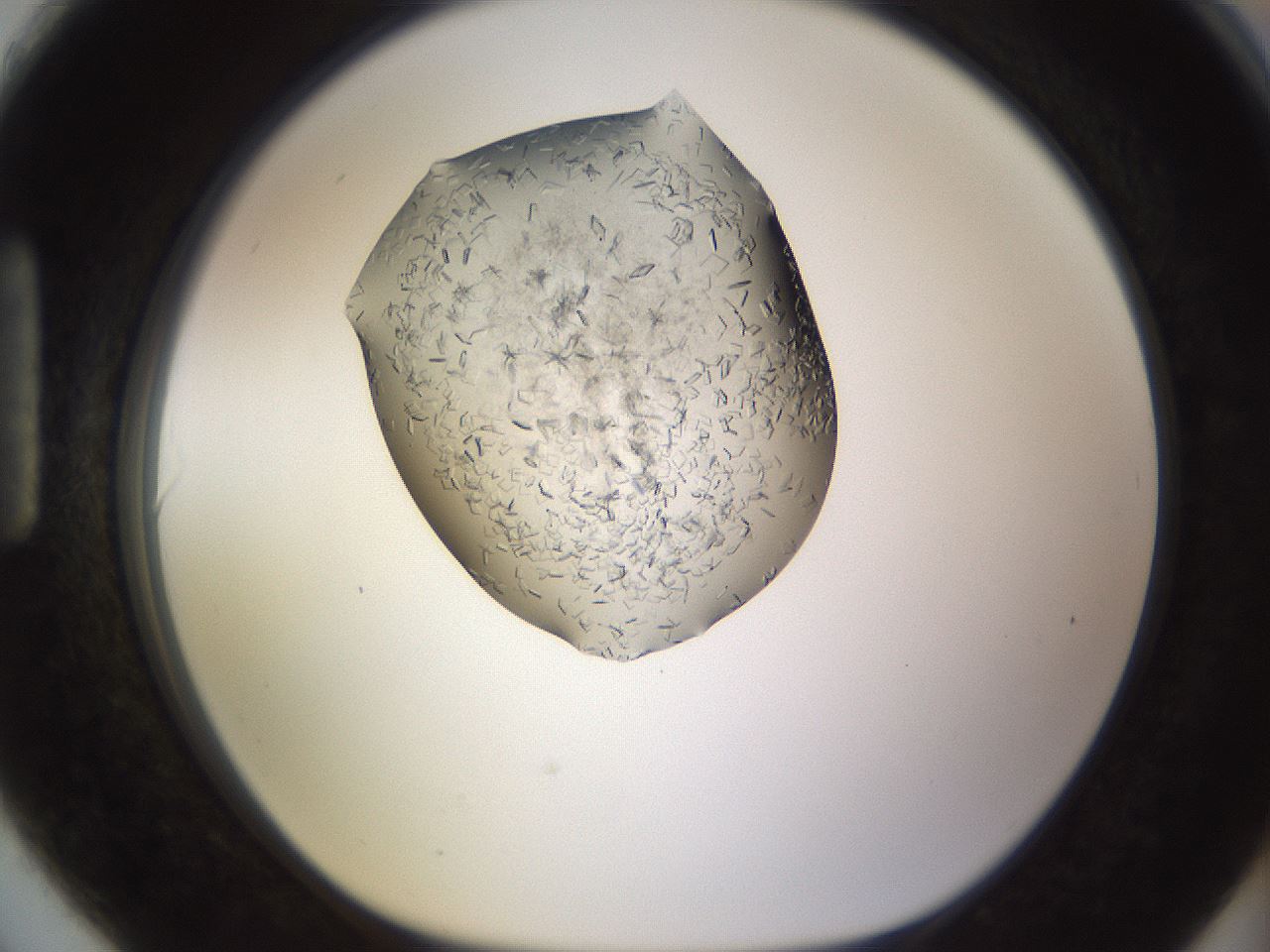 folderID635_plateID2635_batchID13214_wellNum90_profileID1_d1_r210716_ef.jpg