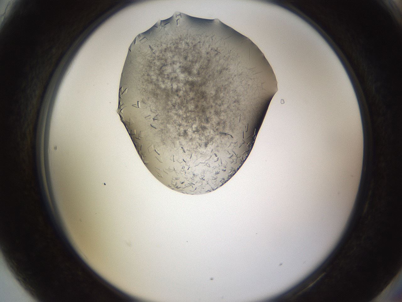 folderID635_plateID2635_batchID13214_wellNum90_profileID1_d2_r210717_ef.jpg