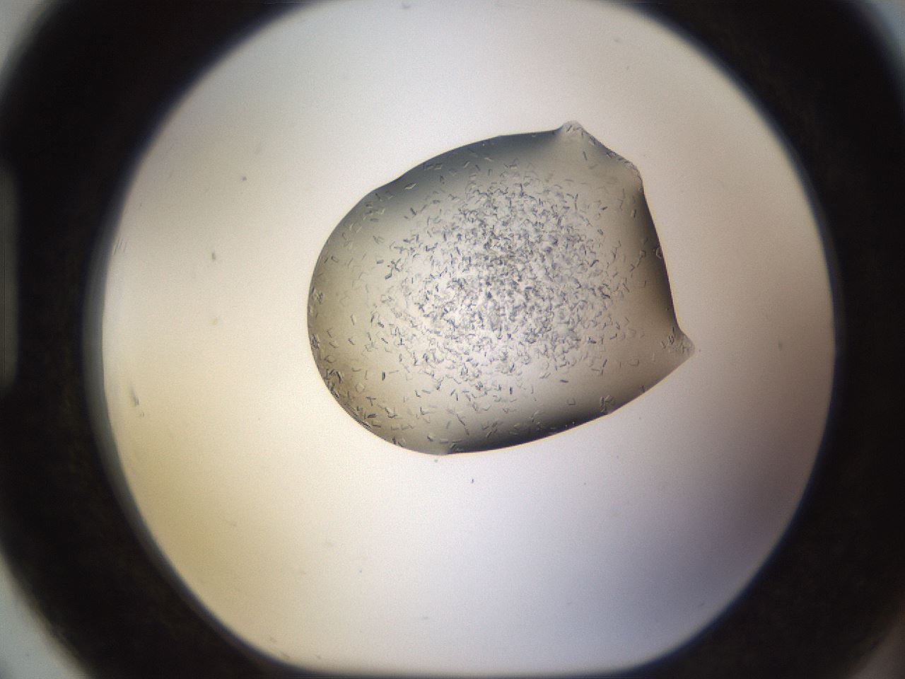 folderID635_plateID2635_batchID13214_wellNum91_profileID1_d1_r210718_ef.jpg