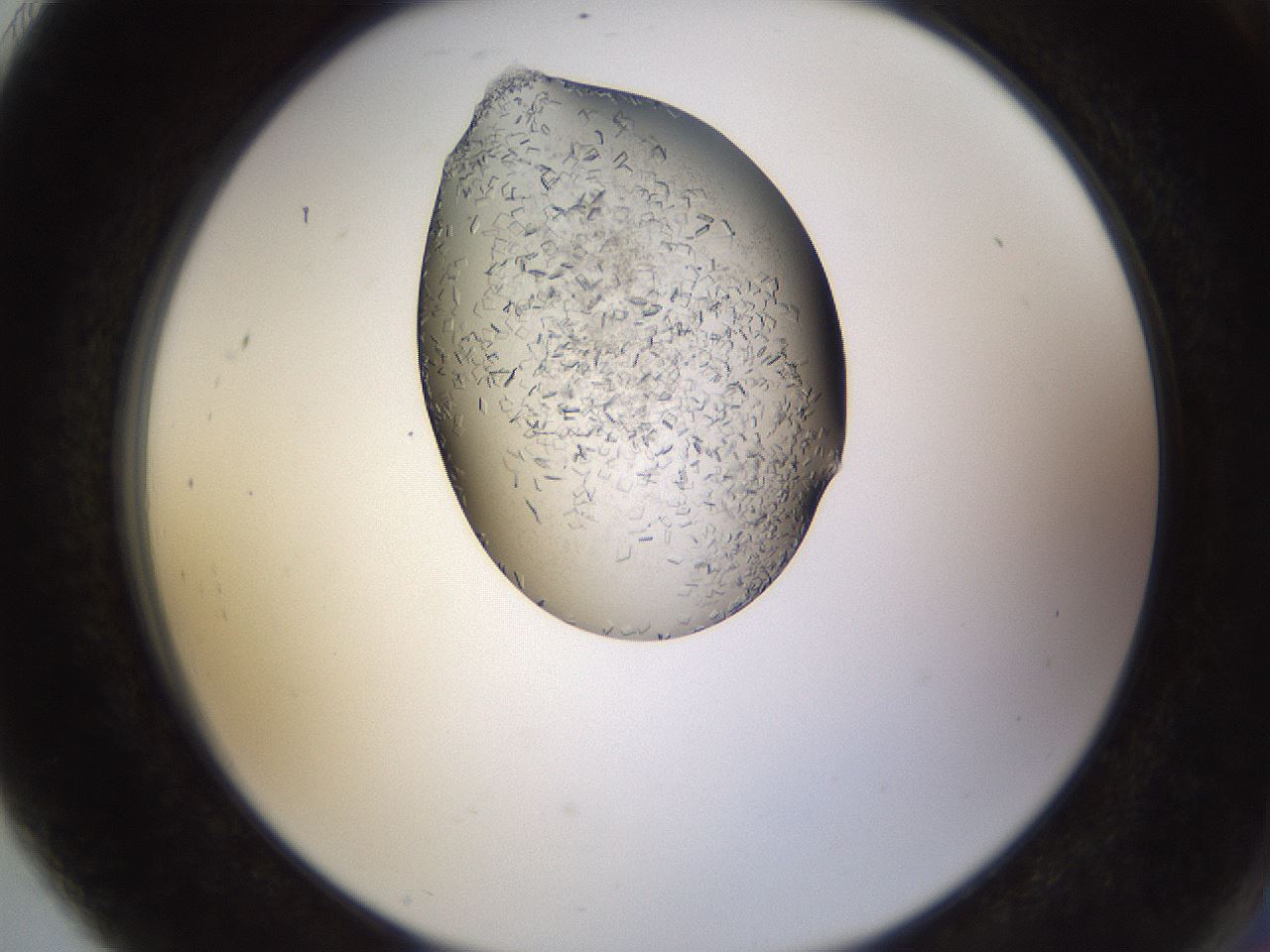 folderID635_plateID2635_batchID13214_wellNum91_profileID1_d2_r210719_ef.jpg