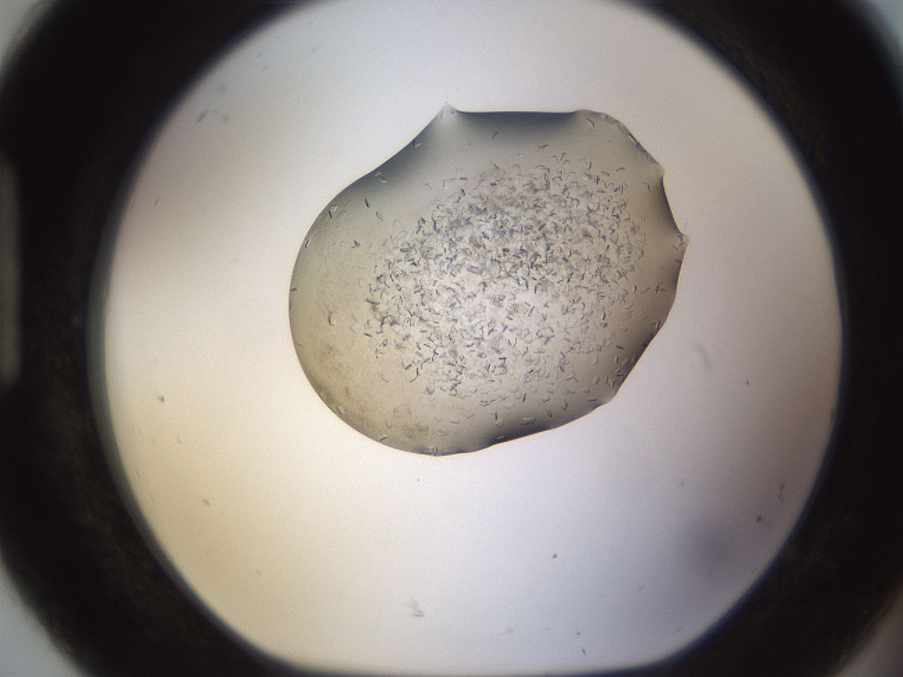 folderID635_plateID2635_batchID13214_wellNum92_profileID1_d1_r210720_ef.jpg