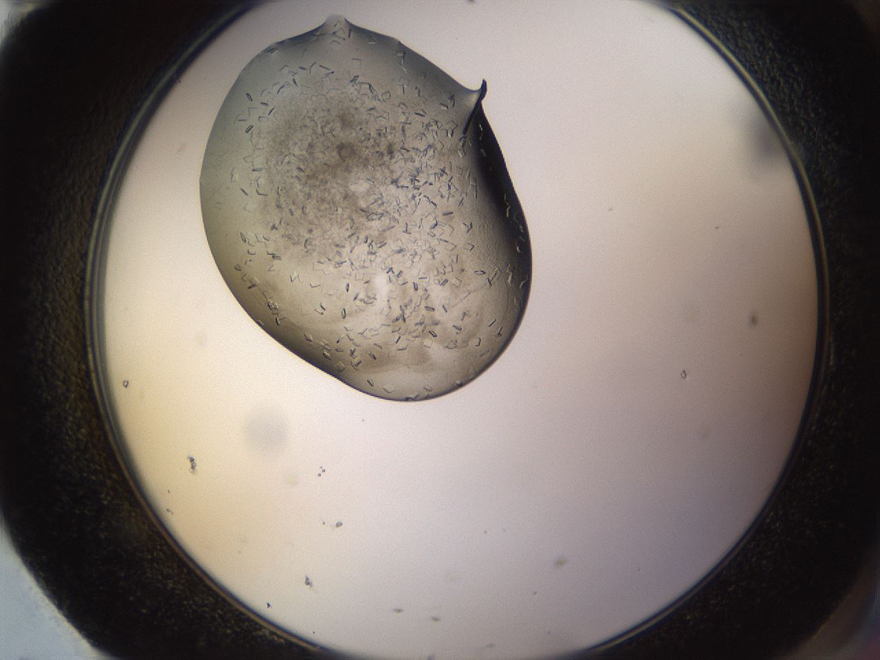 folderID635_plateID2635_batchID13214_wellNum95_profileID1_d2_r210727_ef.jpg