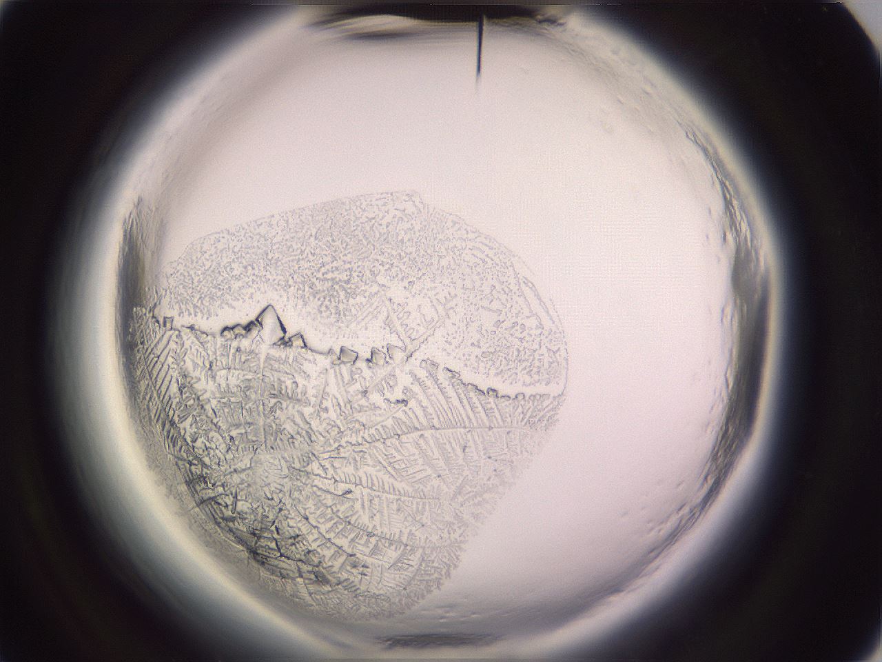 folderID647_plateID2647_batchID13509_wellNum88_profileID1_d3_r213878_ef.jpg