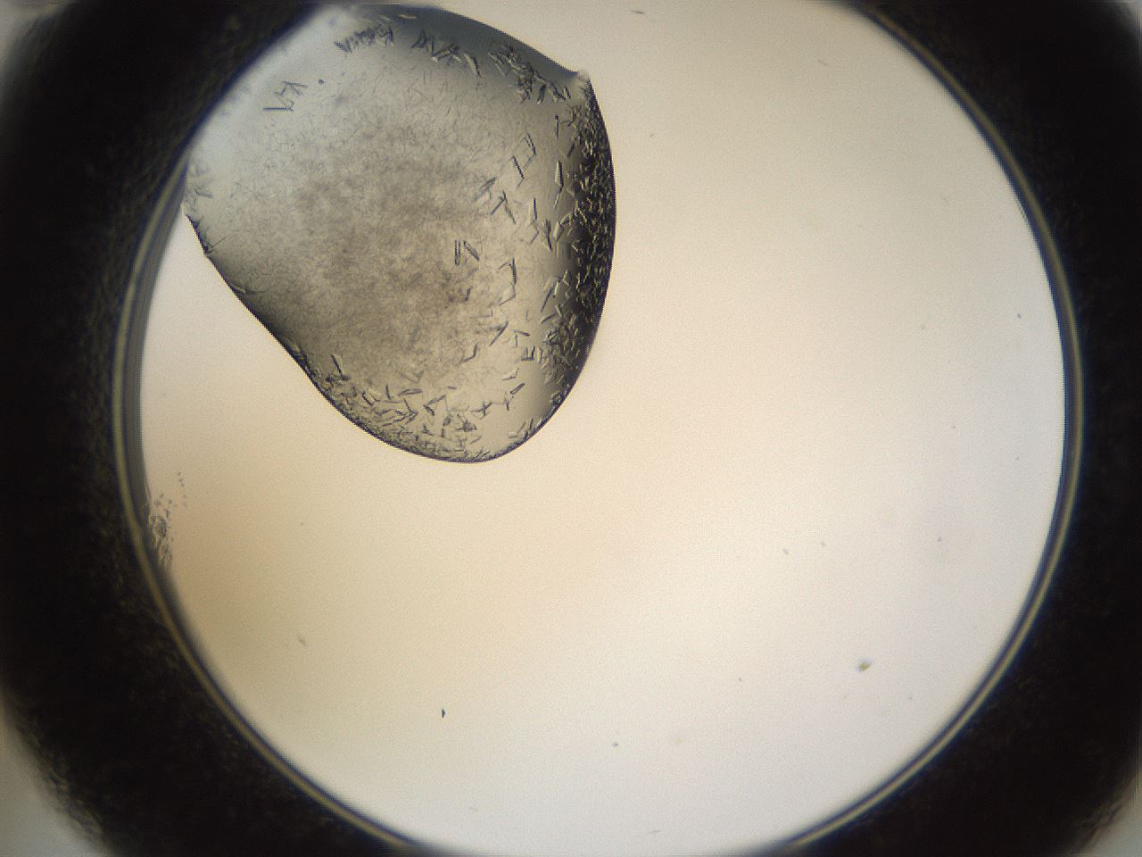 folderID648_plateID2648_batchID13239_wellNum11_profileID1_d2_r210751_ef.jpg