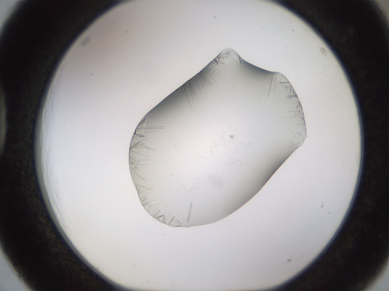 folderID648_plateID2648_batchID13239_wellNum39_profileID1_d1_r210806_ef.jpg