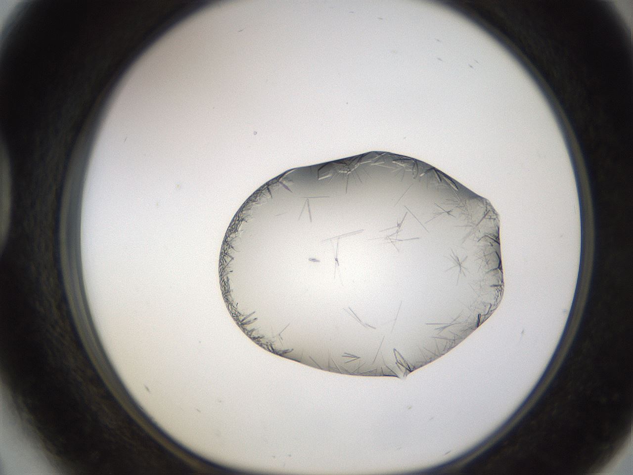 folderID648_plateID2648_batchID13239_wellNum41_profileID1_d1_r210810_ef.jpg