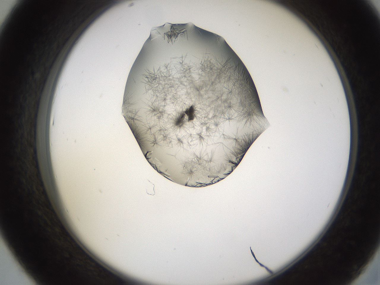folderID648_plateID2648_batchID13239_wellNum43_profileID1_d2_r210815_ef.jpg