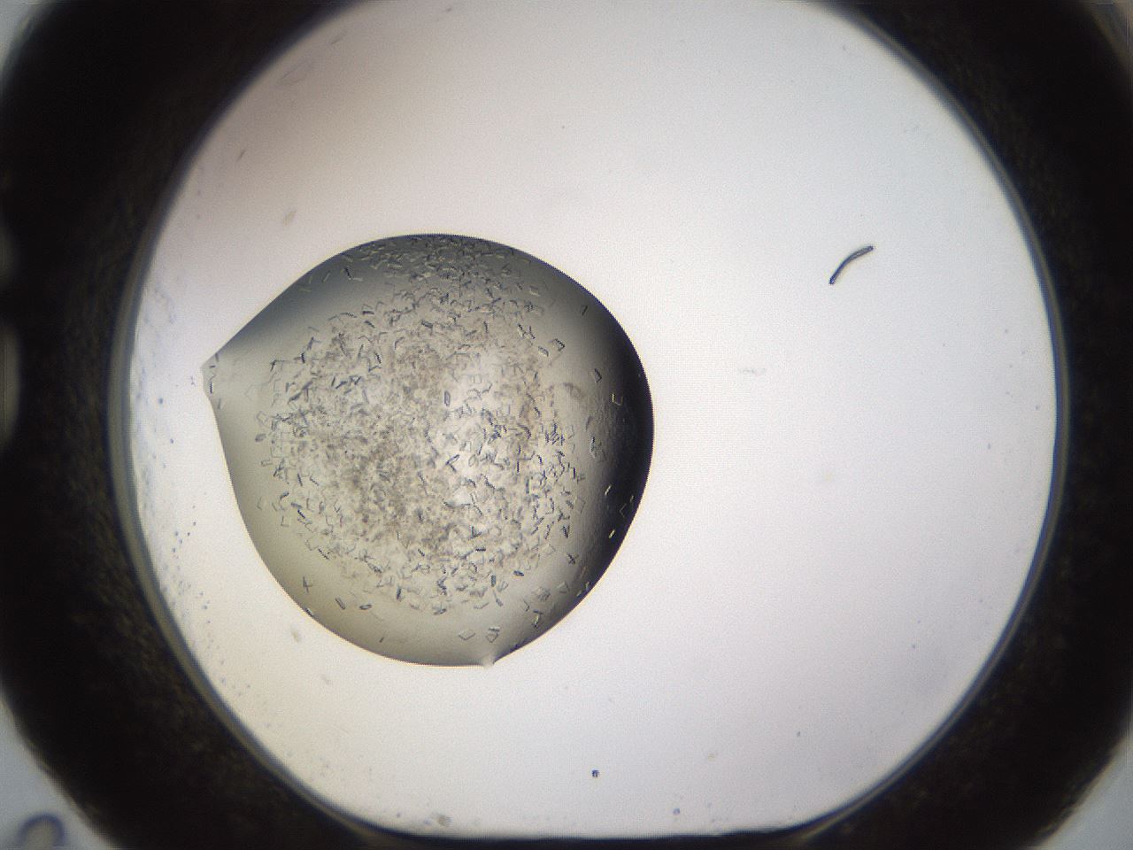 folderID635_plateID2635_batchID13214_wellNum83_profileID1_d1_r210702_ef.jpg