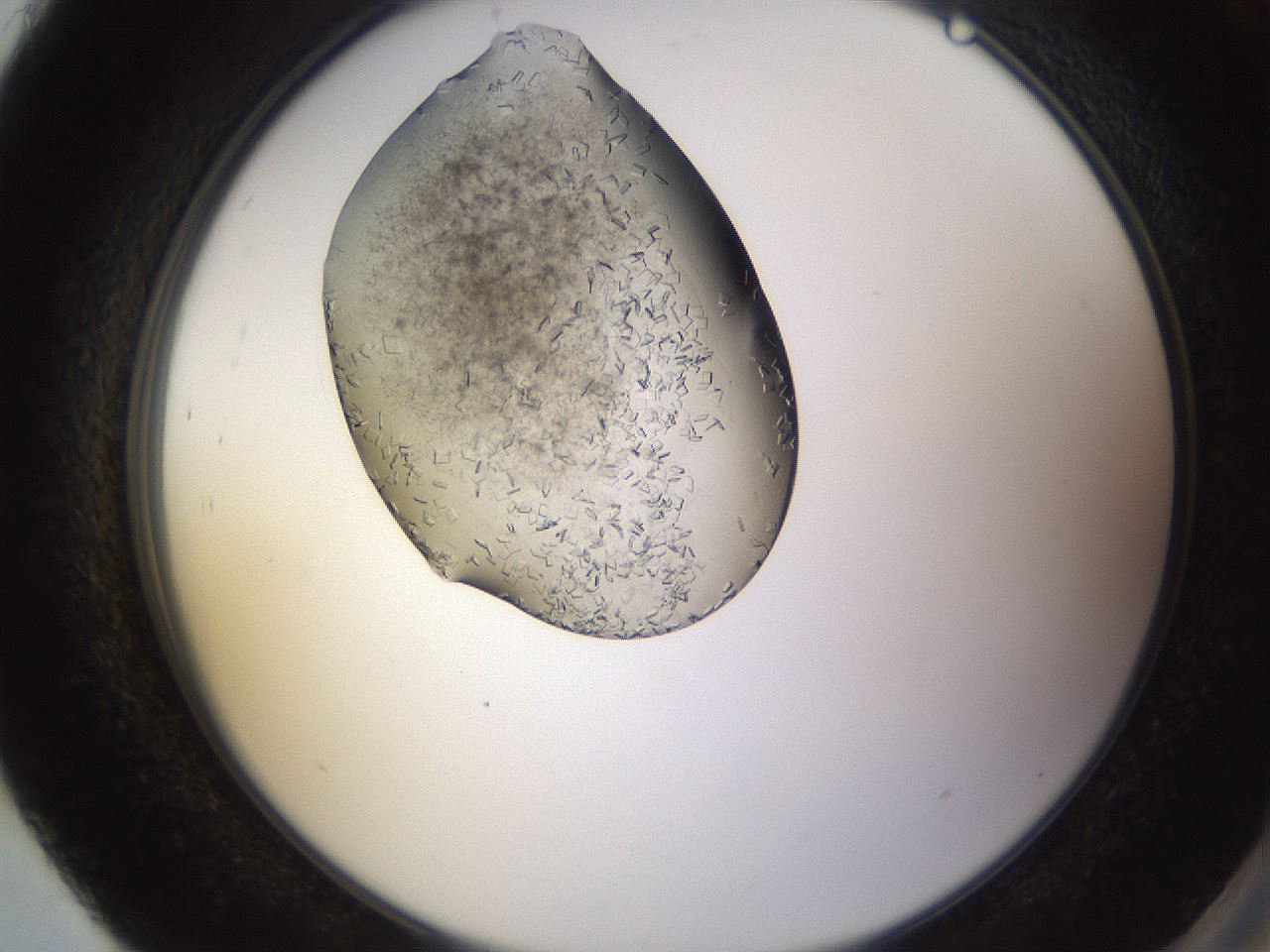 folderID635_plateID2635_batchID13214_wellNum93_profileID1_d2_r210723_ef.jpg