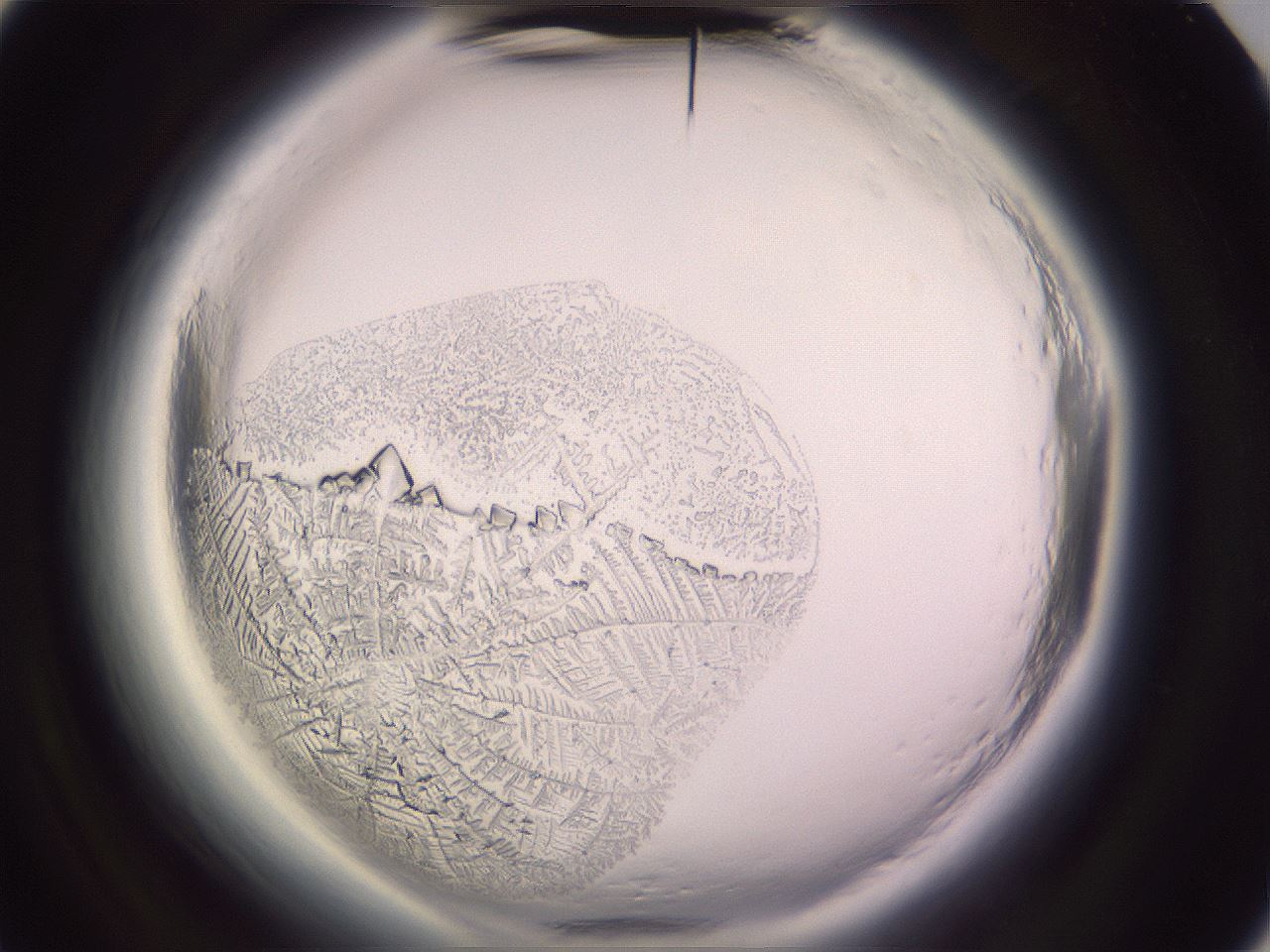folderID647_plateID2647_batchID13388_wellNum88_profileID1_d3_r213878_ef.jpg
