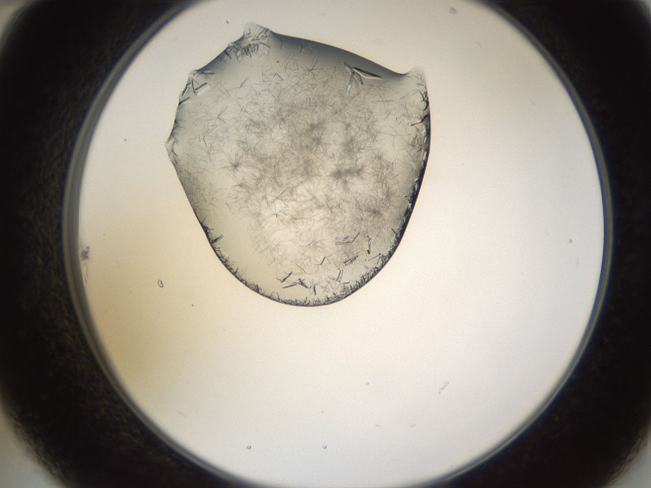 folderID648_plateID2648_batchID13239_wellNum22_profileID1_d2_r210773_ef.jpg