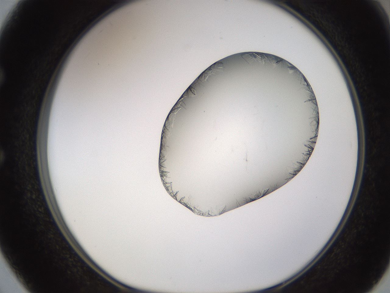 folderID648_plateID2648_batchID13239_wellNum50_profileID1_d1_r210828_ef.jpg