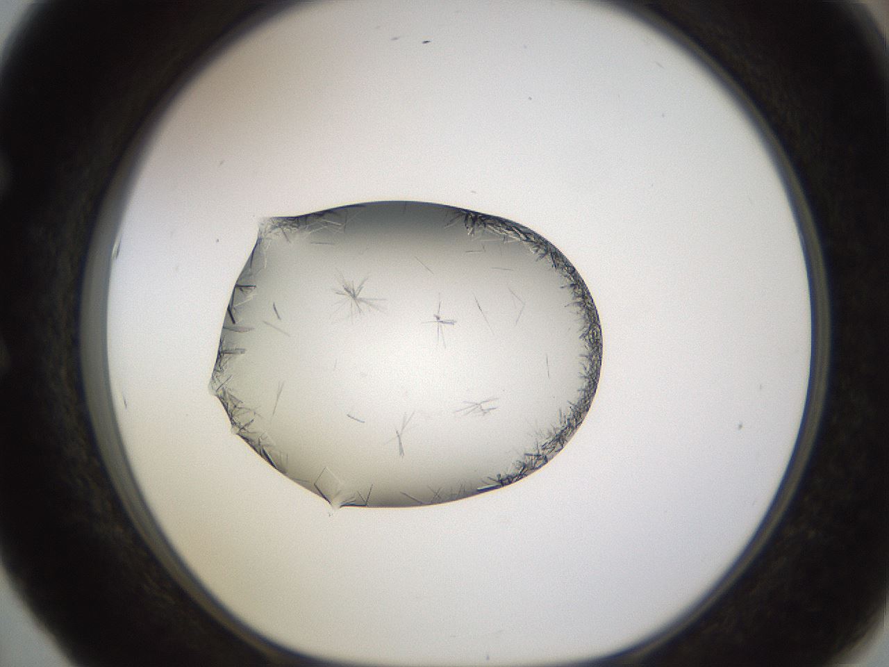 folderID648_plateID2648_batchID13239_wellNum53_profileID1_d1_r210834_ef.jpg