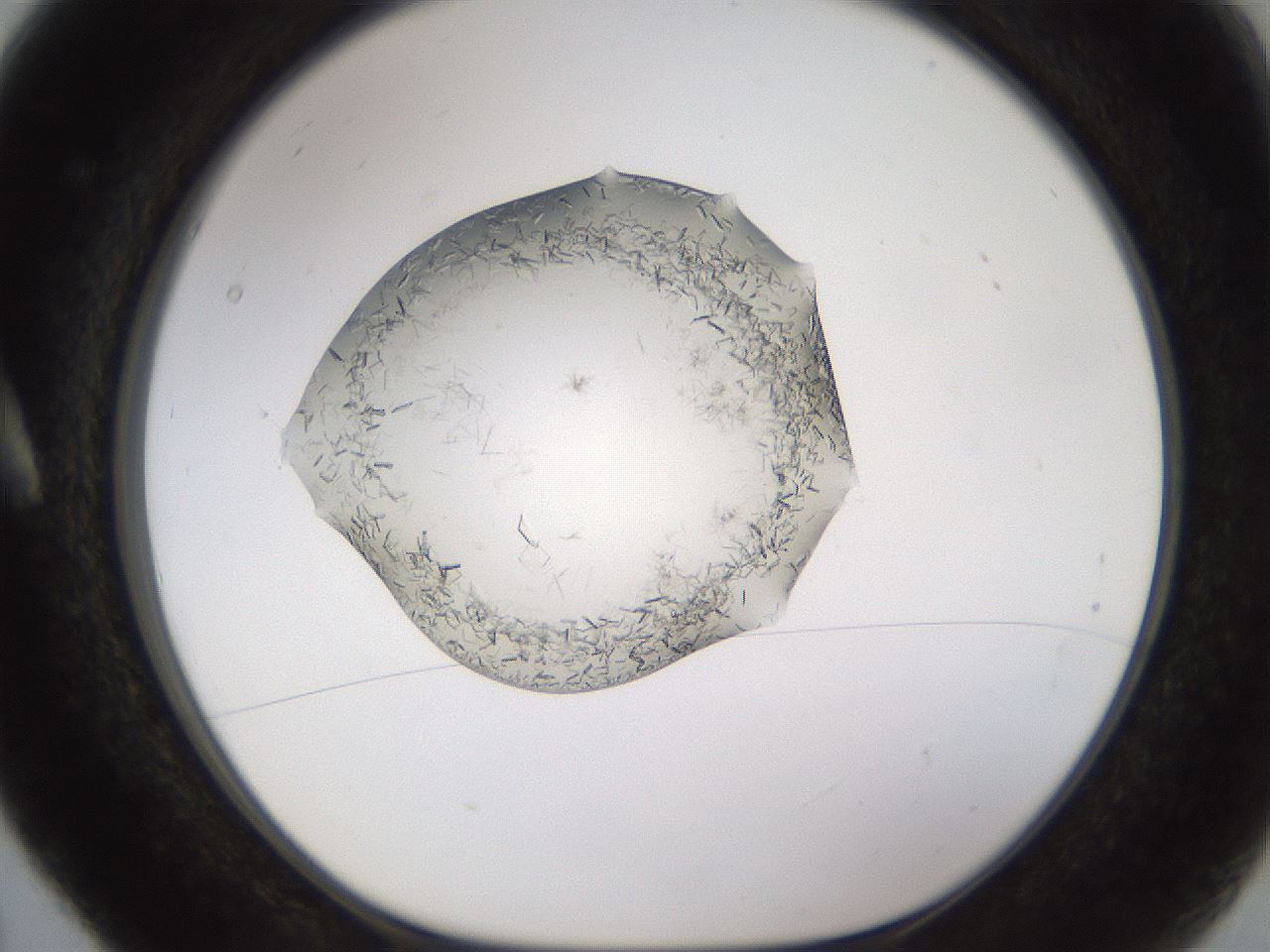 folderID648_plateID2648_batchID13239_wellNum5_profileID1_d1_r210738_ef.jpg