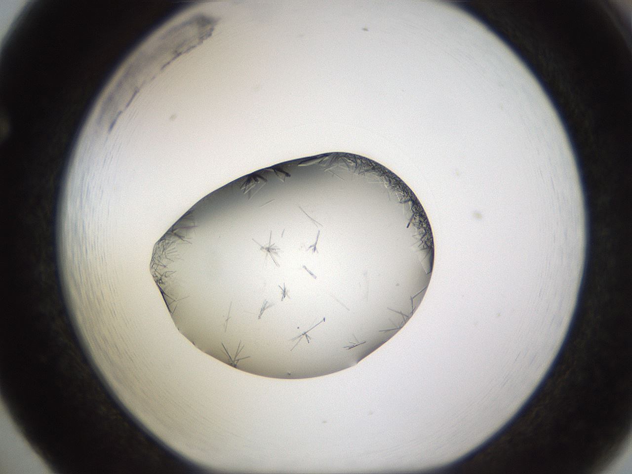 folderID648_plateID2648_batchID13239_wellNum65_profileID1_d1_r210858_ef.jpg