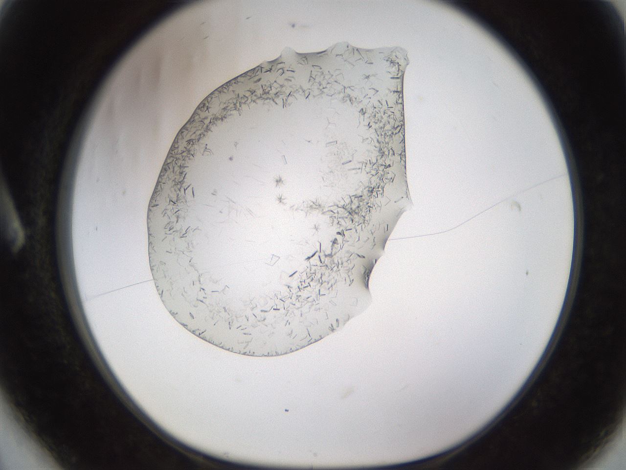 folderID648_plateID2648_batchID13239_wellNum6_profileID1_d1_r210740_ef.jpg