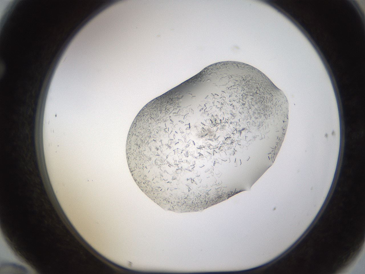 folderID648_plateID2648_batchID13239_wellNum70_profileID1_d1_r210868_ef.jpg
