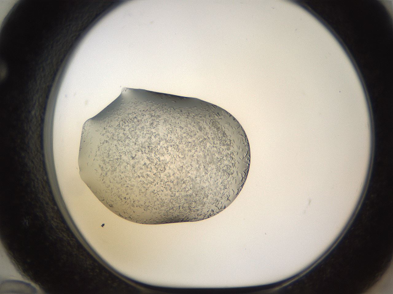 folderID648_plateID2648_batchID13239_wellNum72_profileID1_d1_r210872_ef.jpg