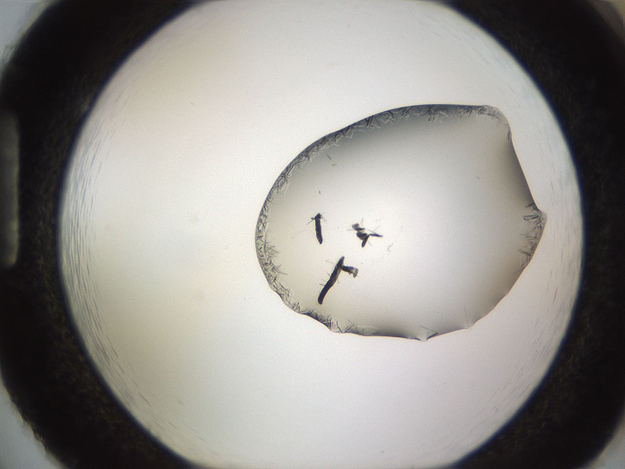 folderID648_plateID2648_batchID13239_wellNum86_profileID1_d1_r210900_ef.jpg
