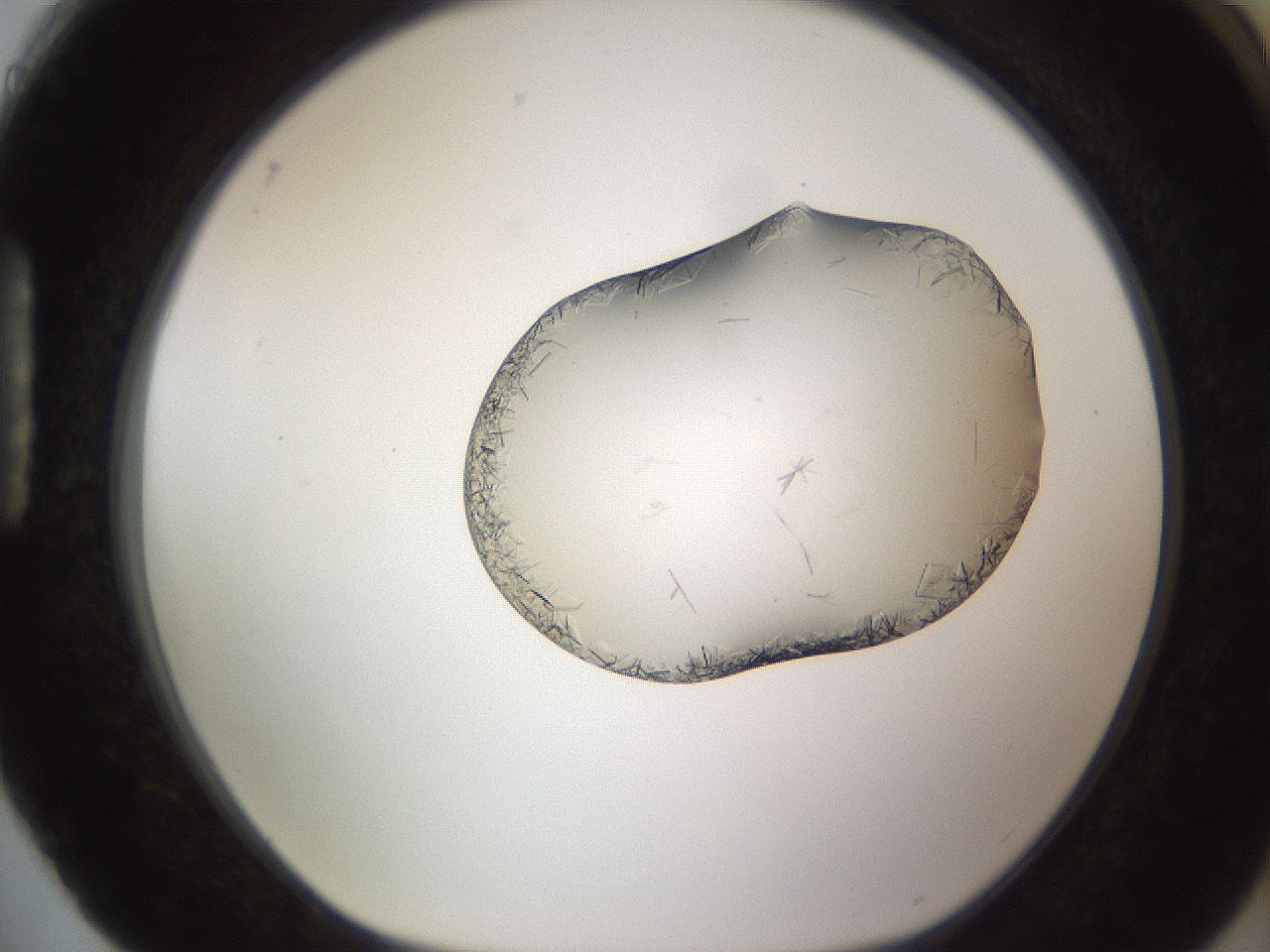 folderID648_plateID2648_batchID13239_wellNum88_profileID1_d1_r210904_ef.jpg