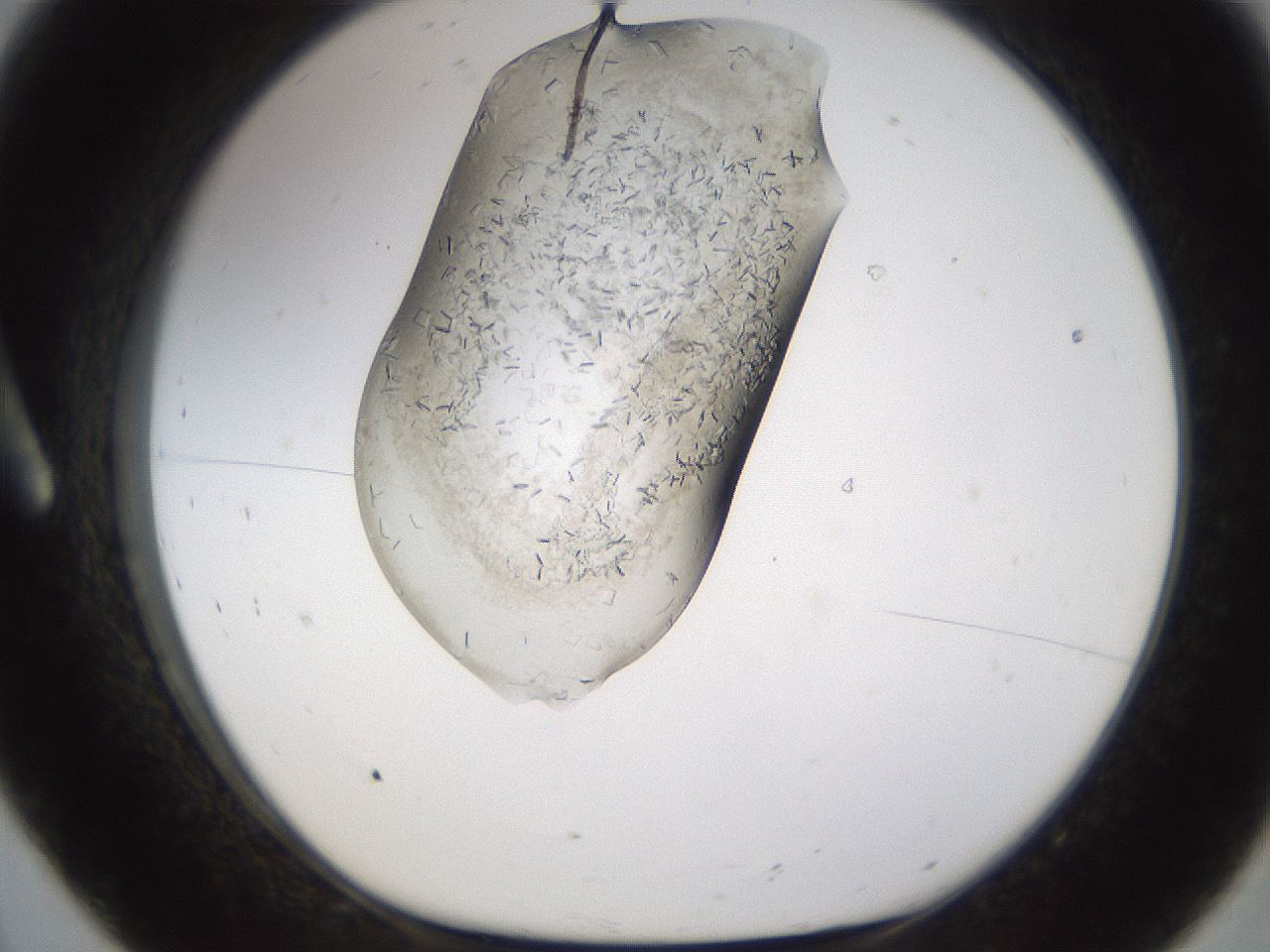 folderID648_plateID2648_batchID13239_wellNum8_profileID1_d1_r210744_ef.jpg