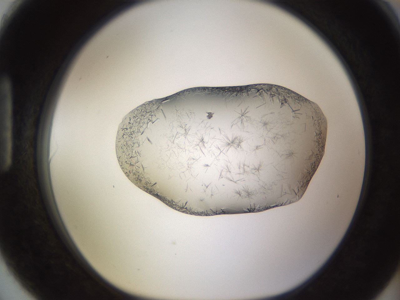 folderID648_plateID2648_batchID13239_wellNum90_profileID1_d1_r210908_ef.jpg