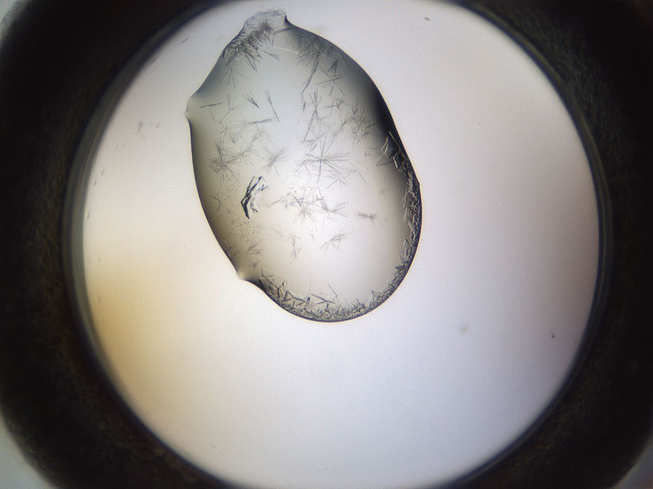 folderID648_plateID2648_batchID13239_wellNum92_profileID1_d2_r210913_ef.jpg