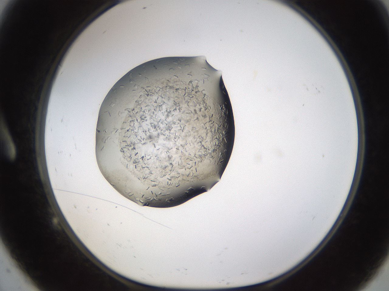 folderID648_plateID2648_batchID13239_wellNum9_profileID1_d1_r210746_ef.jpg