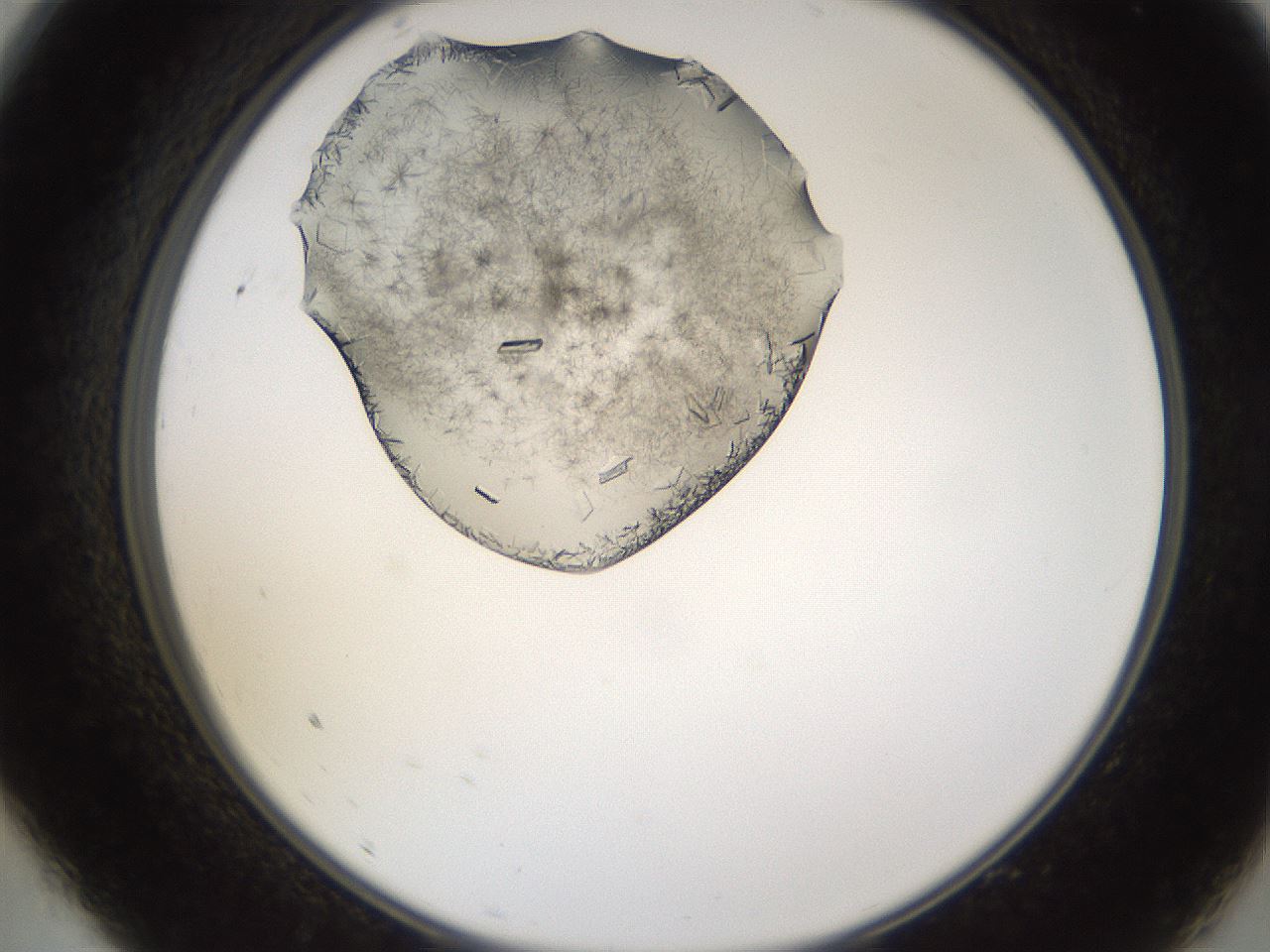 folderID648_plateID2648_batchID13239_wellNum9_profileID1_d2_r210747_ef.jpg