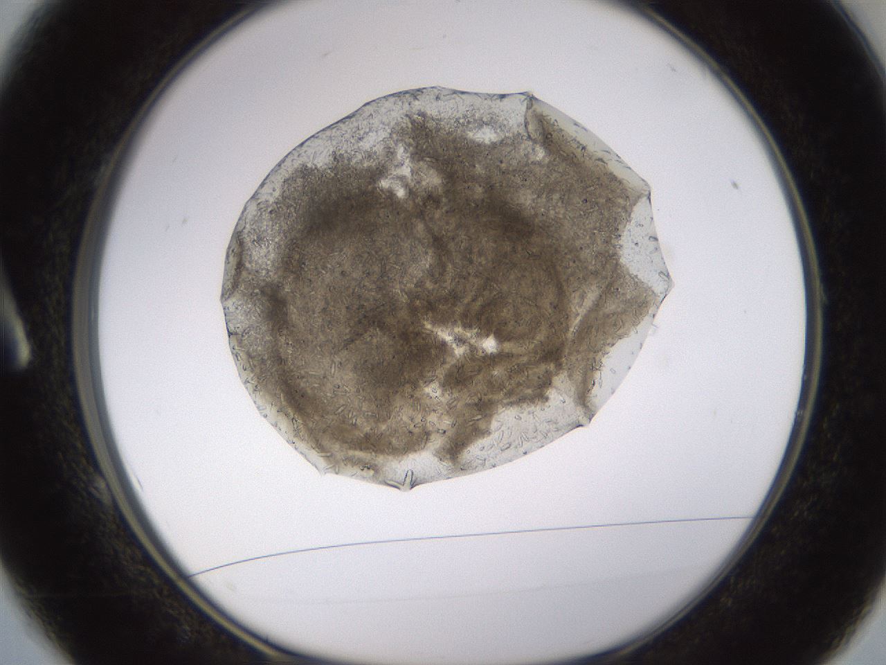 folderID652_plateID1652_batchID6912_wellNum1_profileID1_d1_r110375_ef.jpg