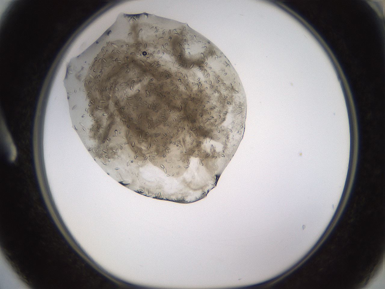 folderID652_plateID1652_batchID6912_wellNum3_profileID1_d1_r110377_ef.jpg