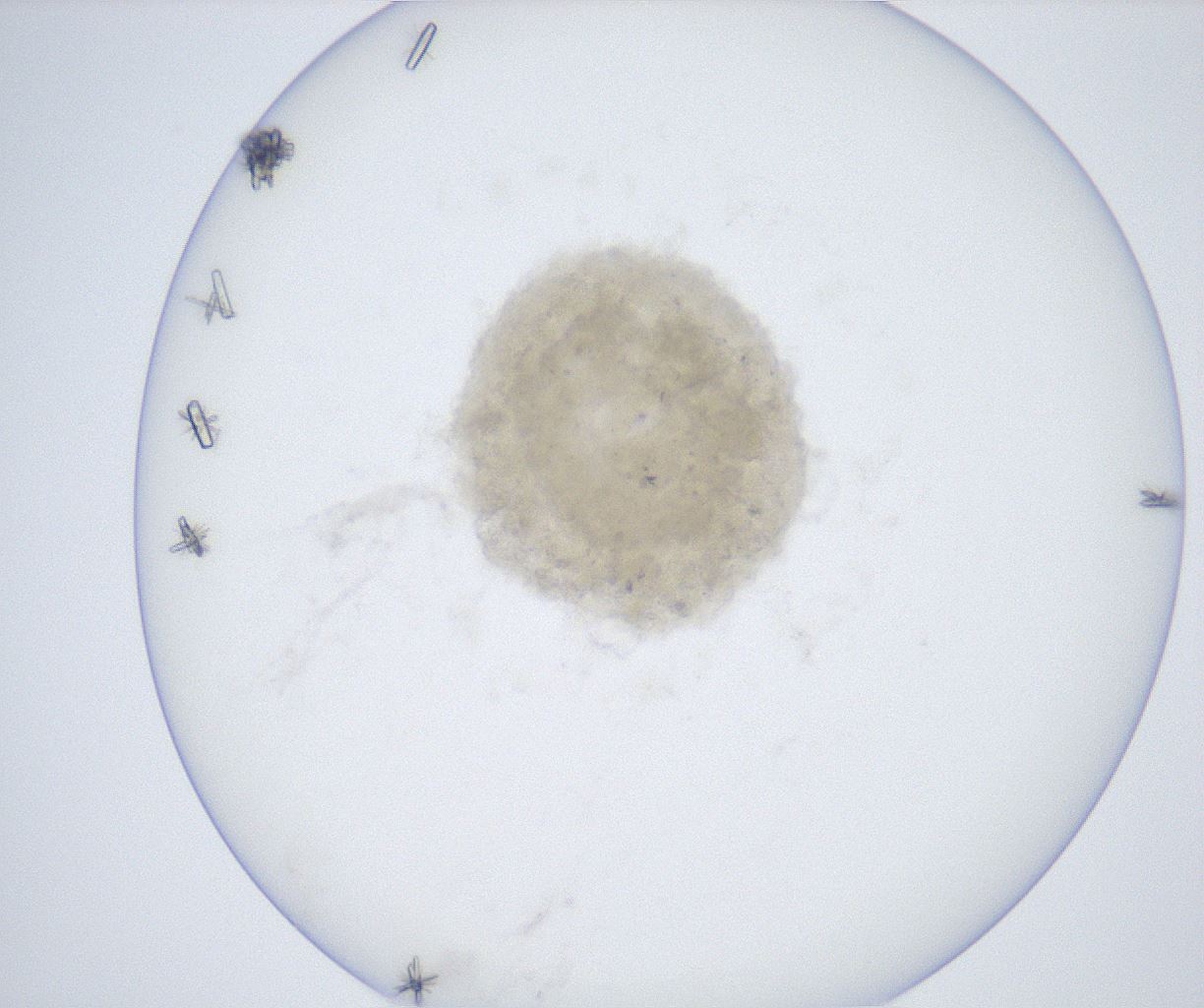 folderID659_plateID2659_batchID13496_wellNum55_profileID1_d1_r212187_ef.jpg