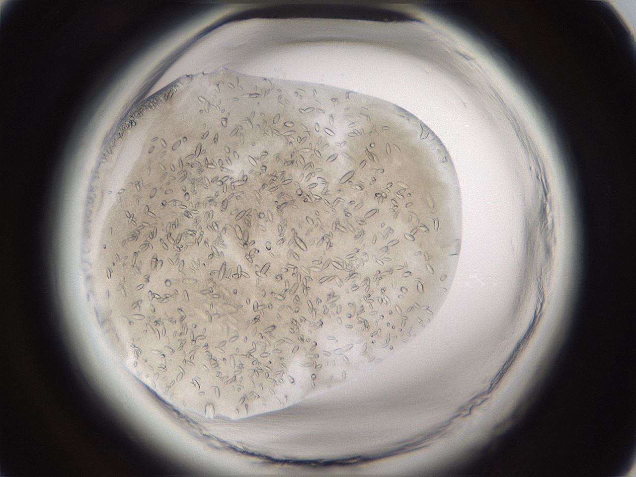 folderID661_plateID1661_batchID6958_wellNum14_profileID1_d1_r110450_ef.jpg