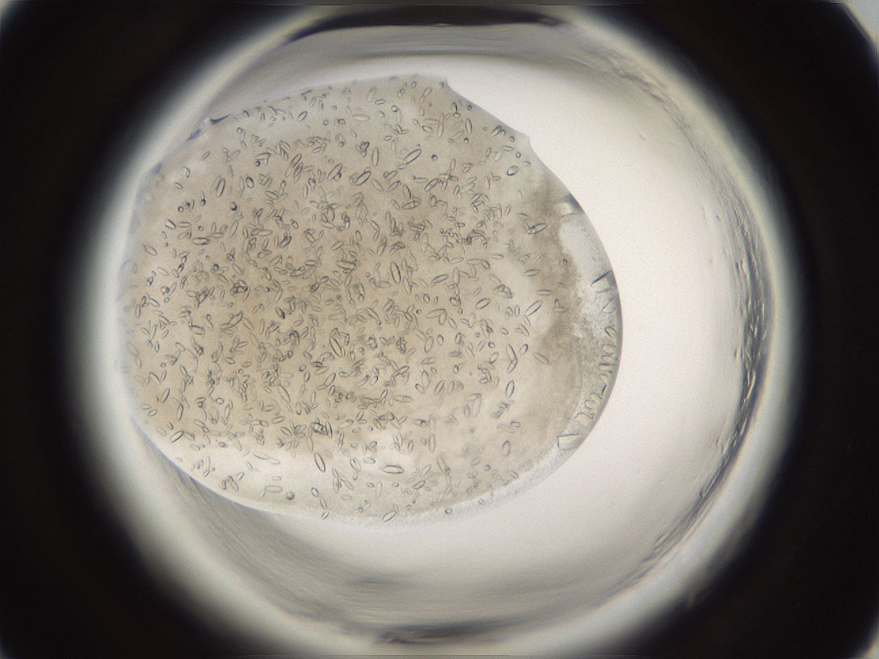 folderID661_plateID1661_batchID6958_wellNum15_profileID1_d1_r110453_ef.jpg