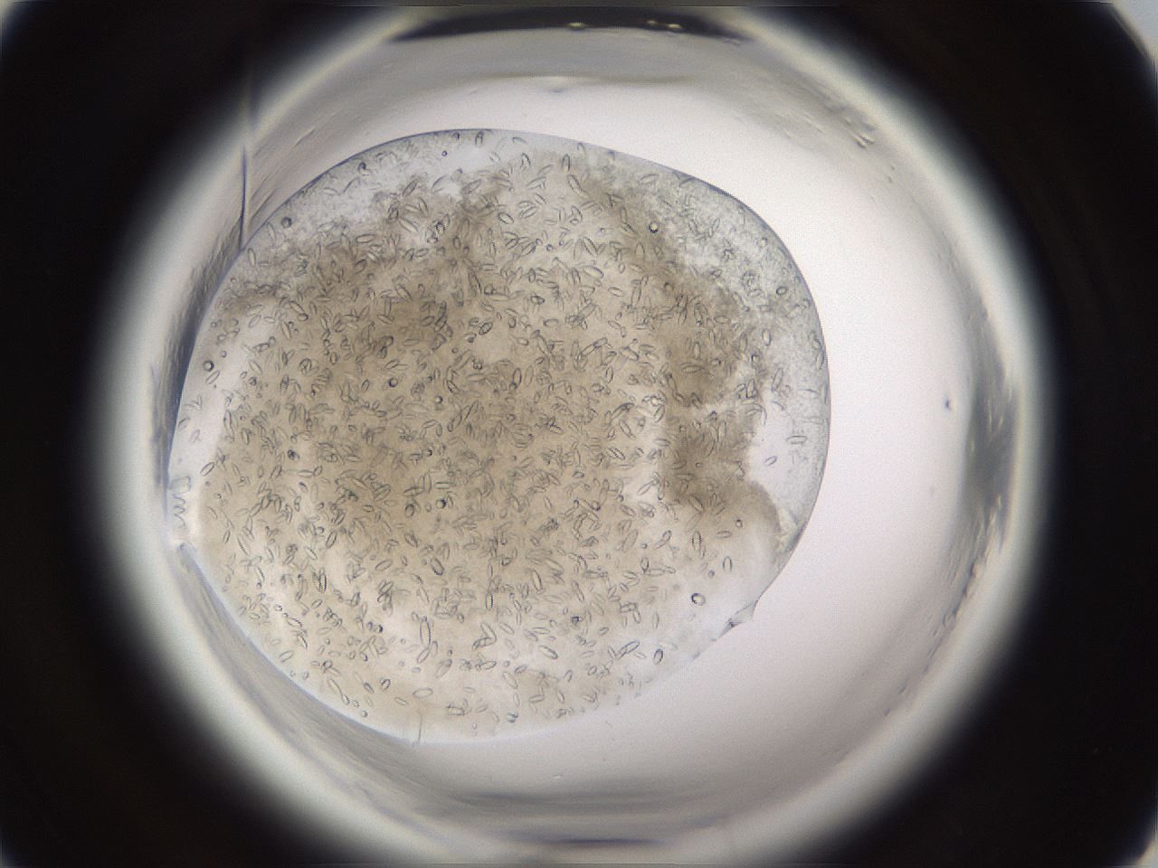folderID661_plateID1661_batchID6958_wellNum17_profileID1_d1_r110459_ef.jpg