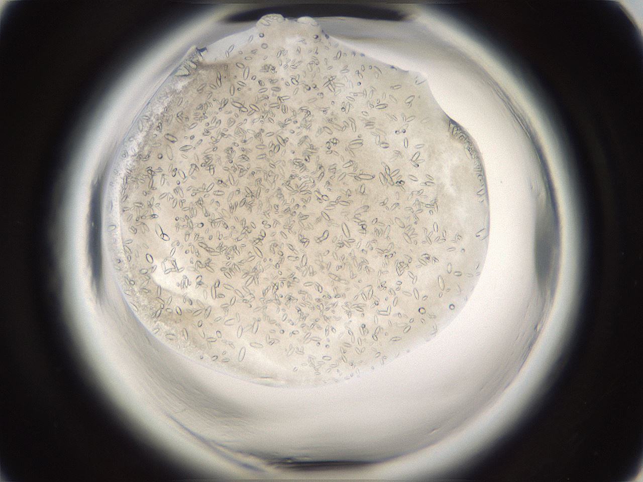 folderID661_plateID1661_batchID6958_wellNum18_profileID1_d1_r110462_ef.jpg