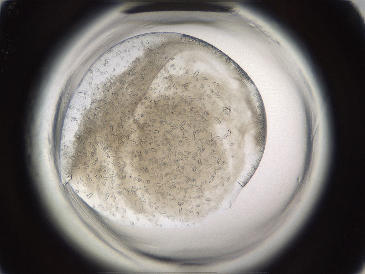 folderID661_plateID1661_batchID6958_wellNum19_profileID1_d1_r110465_ef.jpg