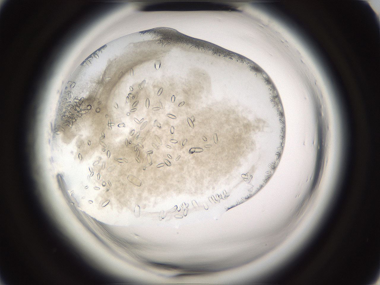 folderID661_plateID1661_batchID6958_wellNum19_profileID1_d2_r110466_ef.jpg