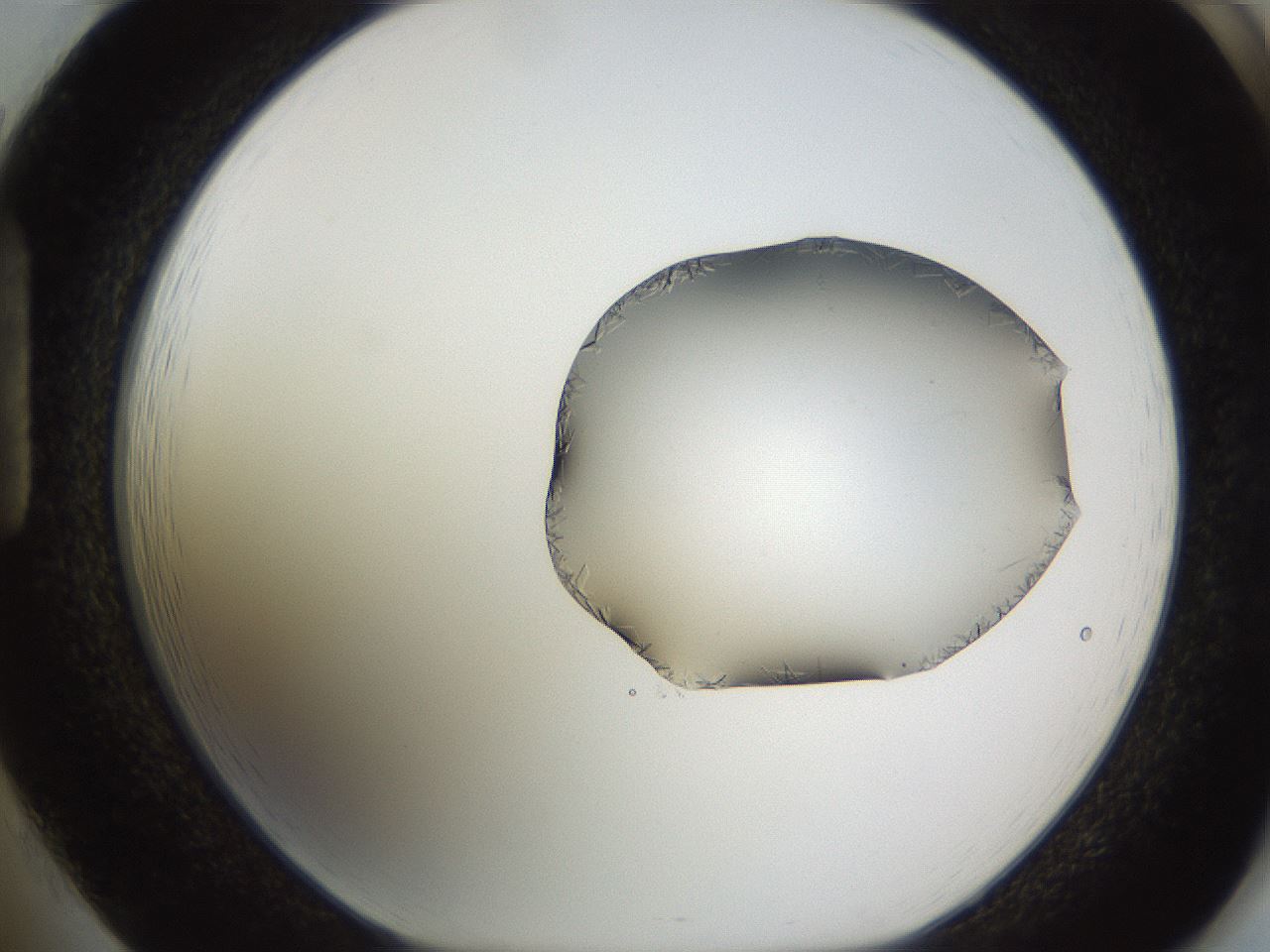 folderID648_plateID2648_batchID13239_wellNum85_profileID1_d1_r210898_ef.jpg