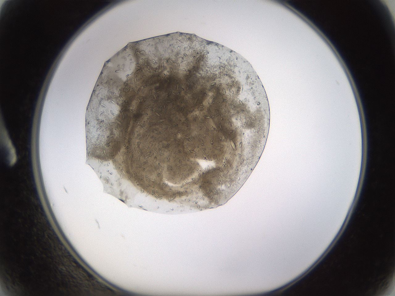 folderID652_plateID1652_batchID6912_wellNum2_profileID1_d1_r110376_ef.jpg