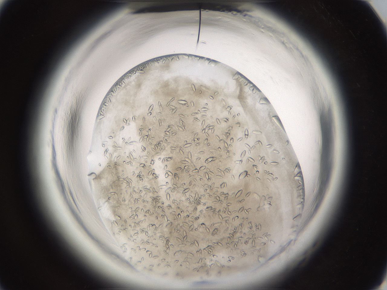 folderID661_plateID1661_batchID6961_wellNum40_profileID1_d1_r110510_ef.jpg