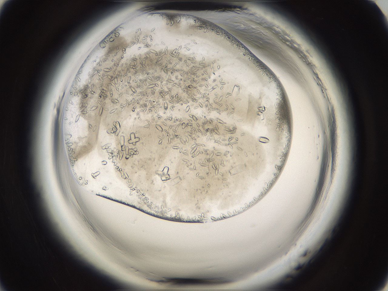 folderID661_plateID1661_batchID6961_wellNum9_profileID1_d1_r110660_ef.jpg