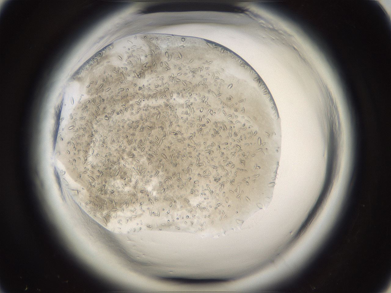 folderID661_plateID1661_batchID6958_wellNum20_profileID1_d1_r110468_ef.jpg