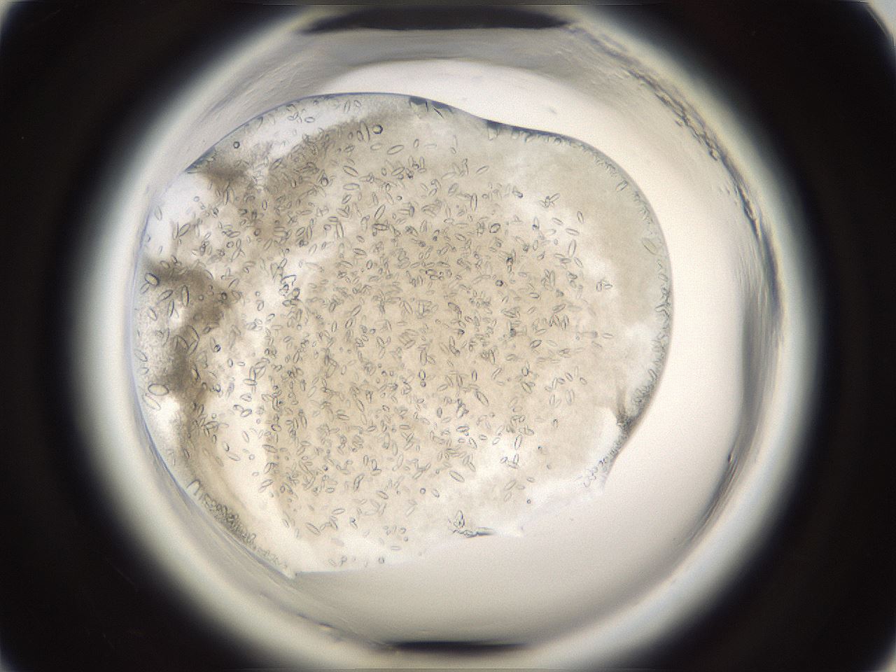 folderID661_plateID1661_batchID6958_wellNum21_profileID1_d1_r110471_ef.jpg