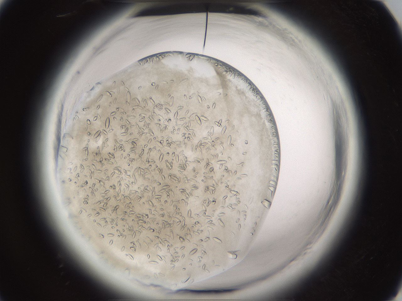 folderID661_plateID1661_batchID6958_wellNum28_profileID1_d1_r110483_ef.jpg