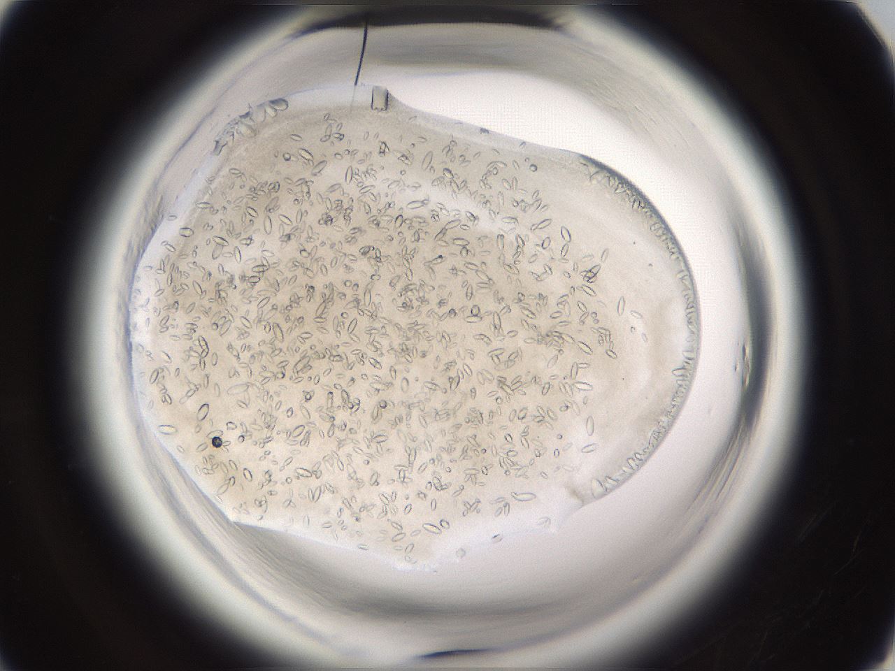 folderID661_plateID1661_batchID6958_wellNum29_profileID1_d1_r110486_ef.jpg