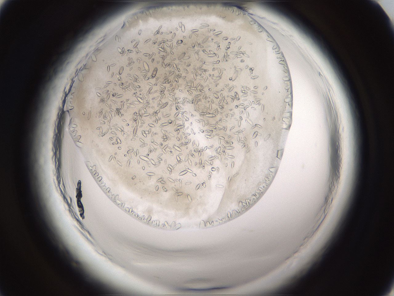 folderID661_plateID1661_batchID6958_wellNum2_profileID1_d1_r110639_ef.jpg