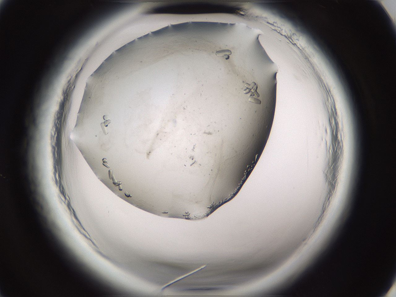 folderID661_plateID1661_batchID6958_wellNum2_profileID1_d3_r110641_ef.jpg
