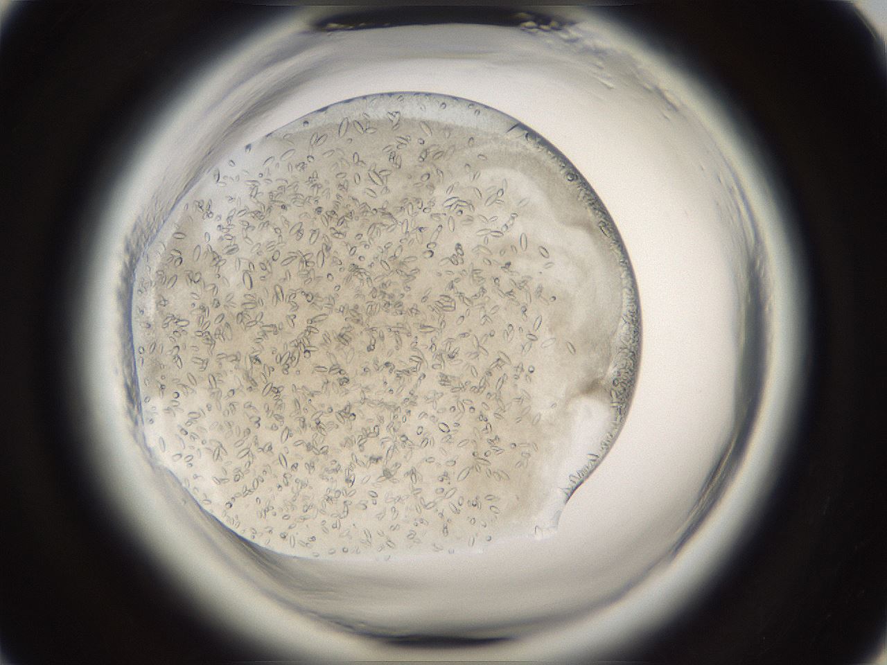 folderID661_plateID1661_batchID6958_wellNum32_profileID1_d1_r110495_ef.jpg